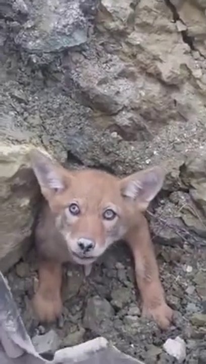 Coyote has stucked, but humanity still exists. A man saved the coyote from being stucked !