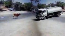 गाय को बचाने के लिए ट्रक ड्राइवर ने जूनागढ़ में किया जोरदार स्टंट, वायरल हुआ वीडियो