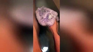 Startled cat stands on hind legs and stares at fizzling bath bomb
