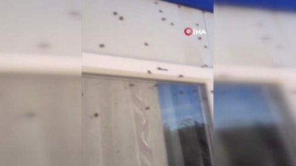 Fındıkta Büyük Tehlike: 'Kahverengi Kokarca'