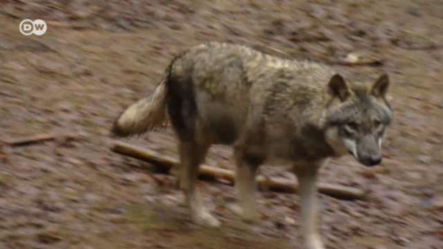 Немецких фермеров пугают волки