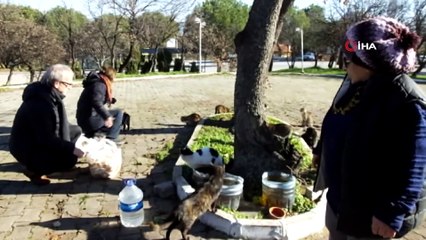 Emekli hemşire 14 yıldır sokak kedilerini besliyor