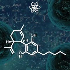 What Is Cannabidiol? Benefits & Uses 🌿