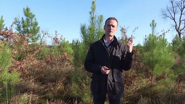 10 ans après la tempête Klaus, la forêt landaise renaît