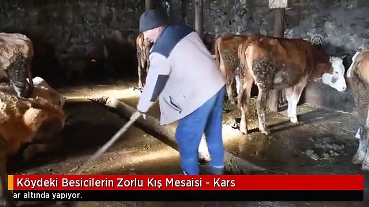 Köydeki Besicilerin Zorlu Kış Mesaisi - Kars