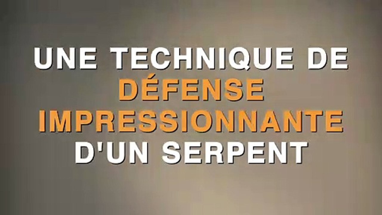 Ce serpent utilise une technique de défense incroyable !