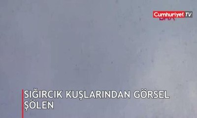 Sığırcık kuşlarından görsel şölen