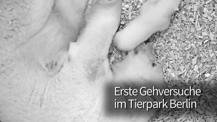 Erste Gehversuche von Berlins Eisbärchen