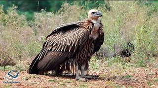 About Vultures, Purani Dunya OR Naye Dunya ka Gidh -Full Detail in [Urdu/Hindi]