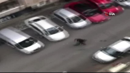 Film Gibi Operasyon...bankadan Çıkan Vatandaşları Hedef Alan Gasp Çetesi Böyle Çökertildi