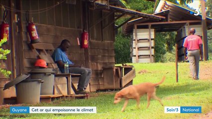 L'or, un cadeau empoisonné pour la Guyane
