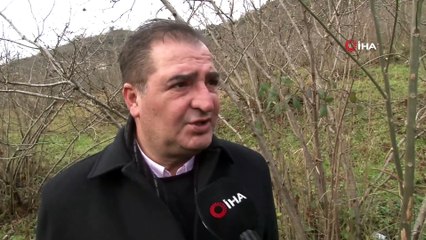 Fındıkta Büyük Tehlike: ‘Kahverengi Kokarca"