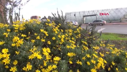 Antalya Demre'de Çiçekler Açtı