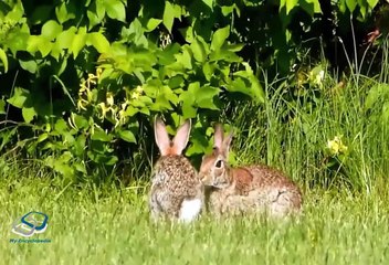 About Rabbit | Khargosh or is jasa janwar Hare - Full Detail in [Urdu/ Hindi]