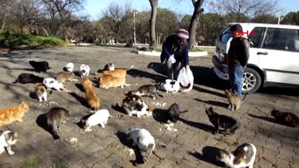 Balıkesir Emekli Hemşirenin Kedi Sevgisi