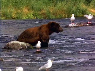 HBJ API Video via publish code 01