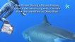 Un immense grand requin blanc émerveille les plongeurs d'Oahu