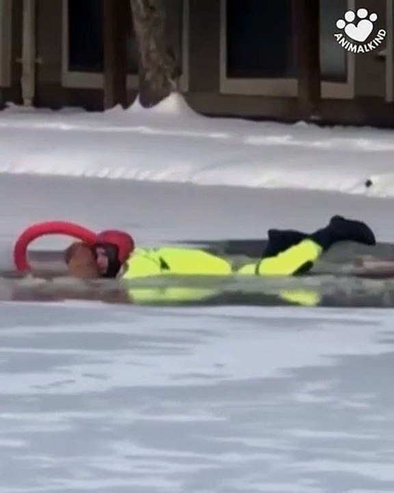 Video captures dramatic rescue of dog from icy pond