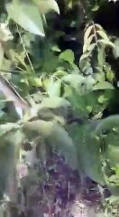 Ceviz fidanı fiyatları Bandırma