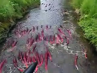 Salmon swimming upstream