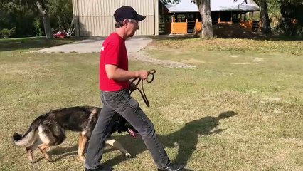 German Shepherd Protection Dog Enno First Helicopter Ride.