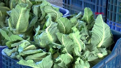 Antalya Nemli Hava ve Artan Maliyet Sebze- Meyve Üretimini Olumsuz Etkiledi