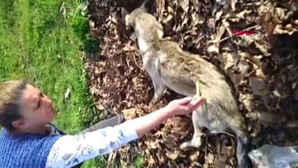 Bursa Sahipli Köpeğin Zehirli İğneyle Öldürüldüğü İddiası