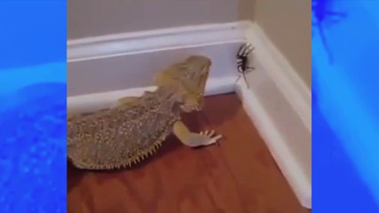 Un iguane dévore une grosse araignée, et ne lui laisse aucune chance