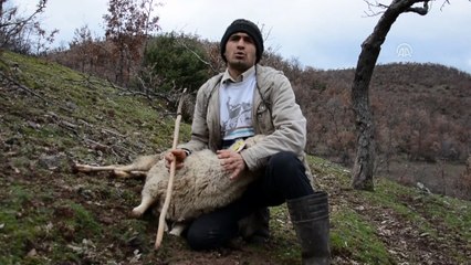 Manisa'da sürüye saldıran kurtlar 11 hayvanı telef etti