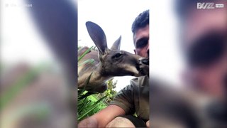 Rescued kangaroo shows his love for owner