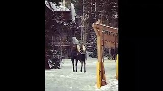 Moose on the loose chases skiers at Colorado resort