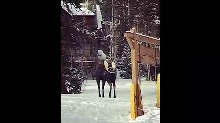 Moose on the loose chases skiers at Colorado resort