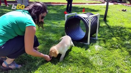 Downward Dog! Spa Retreat Offers Puppy Therapy to Help Guests Relax