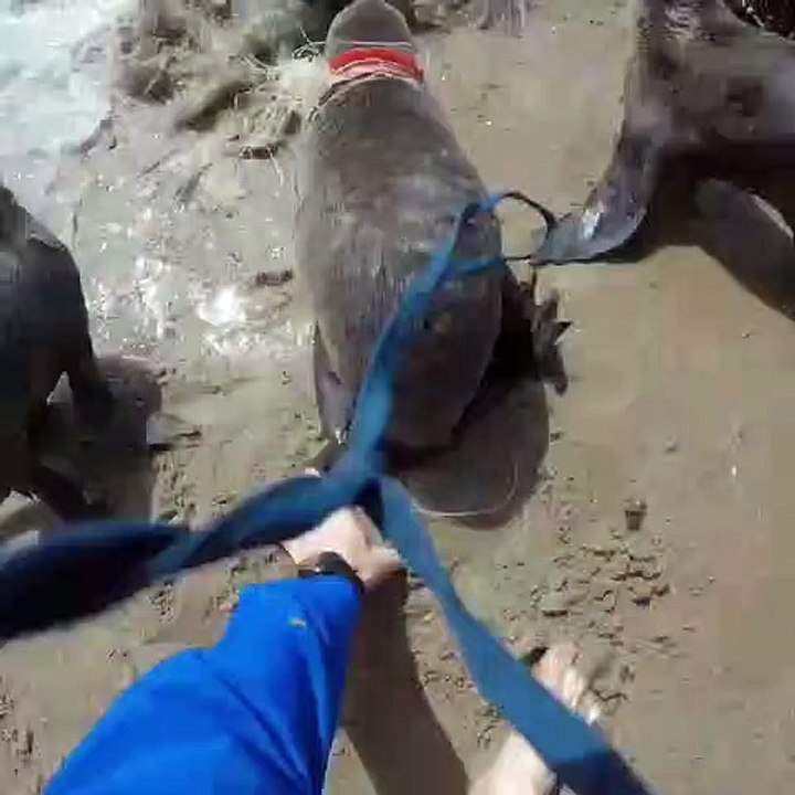 Deux kayakistes aident une jeune otarie