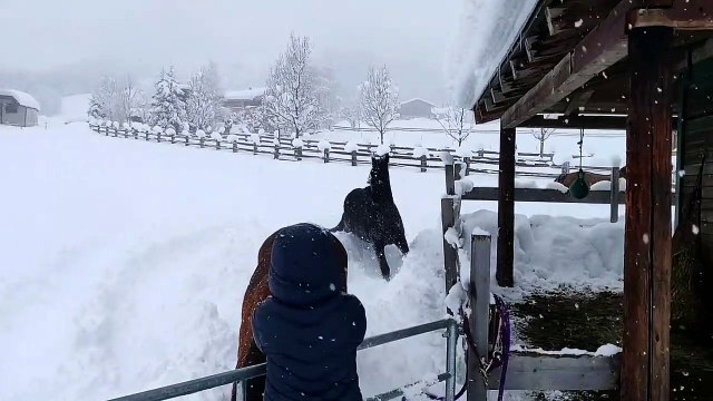 Horses Frolic in Freshly Fallen Snow