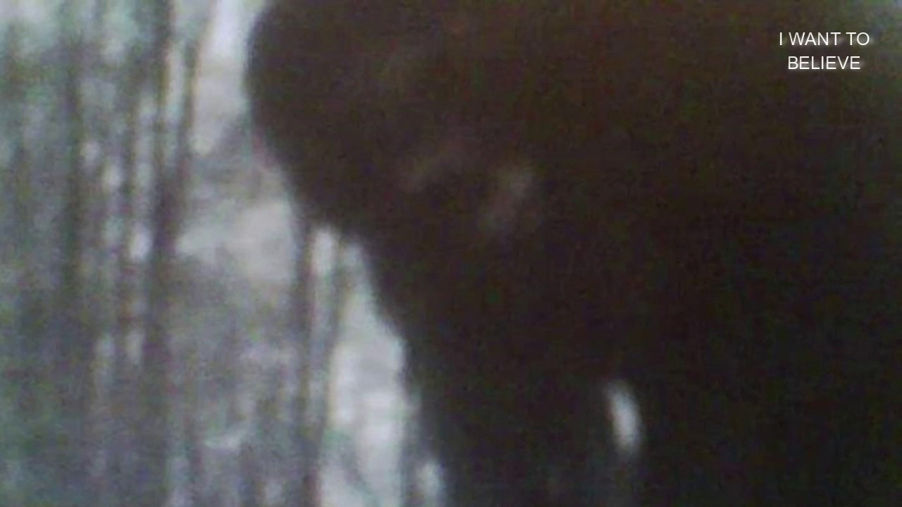 Bigfoot moved into the camera hunter