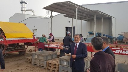 Konya Şeker'in Yaptığı Tesisle Konya'da Patates Üretimi 3 Kat Arttı