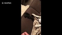 It must be puppy hate! Owner catches kitten after dog nudges it off sofa