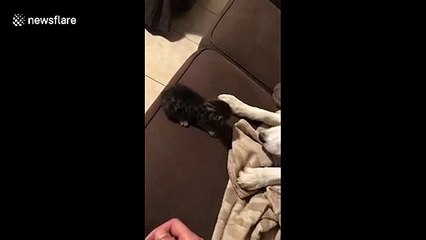 It must be puppy hate! Owner catches kitten after dog nudges it off sofa