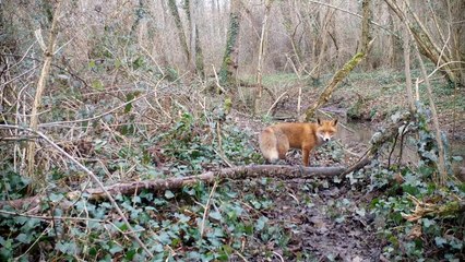 Une caméra dans un bois filme les allées et venus des animaux.