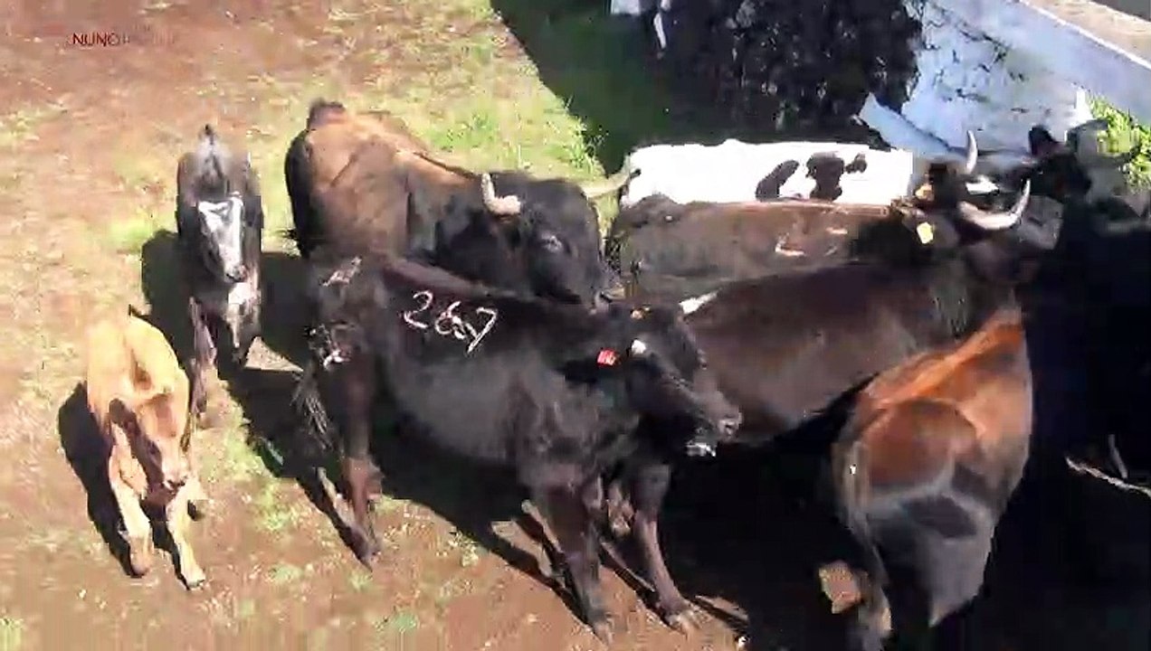 SEPARAR TOUROS PUROS