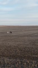 Un chien de chasse très futé