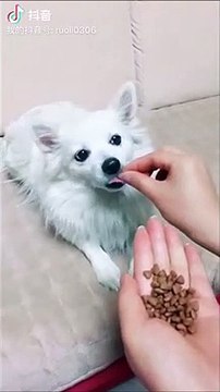 Chien vs Croquette invisible... Réaction trop drôle