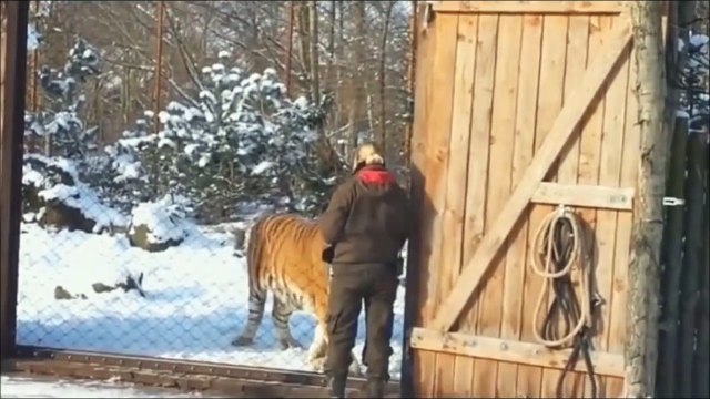 Regardez la taille de ce tigre de Sibérie... Monstrueux