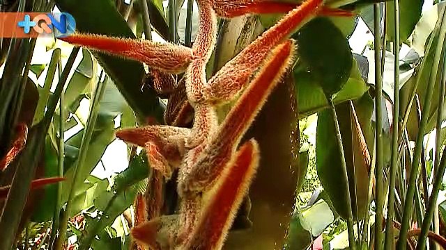 mqn-Enamórese-de-una-isla-llena-de-Heliconias-220119