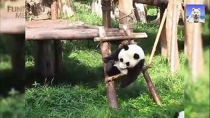 Funny And Cutest Panda Videos Compilation