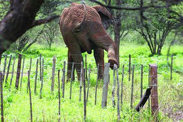 நிலங்களை தும்சம் செய்யும்  யானைகள் .. விவசாயகள் வேதனை | Oneindia Tamil