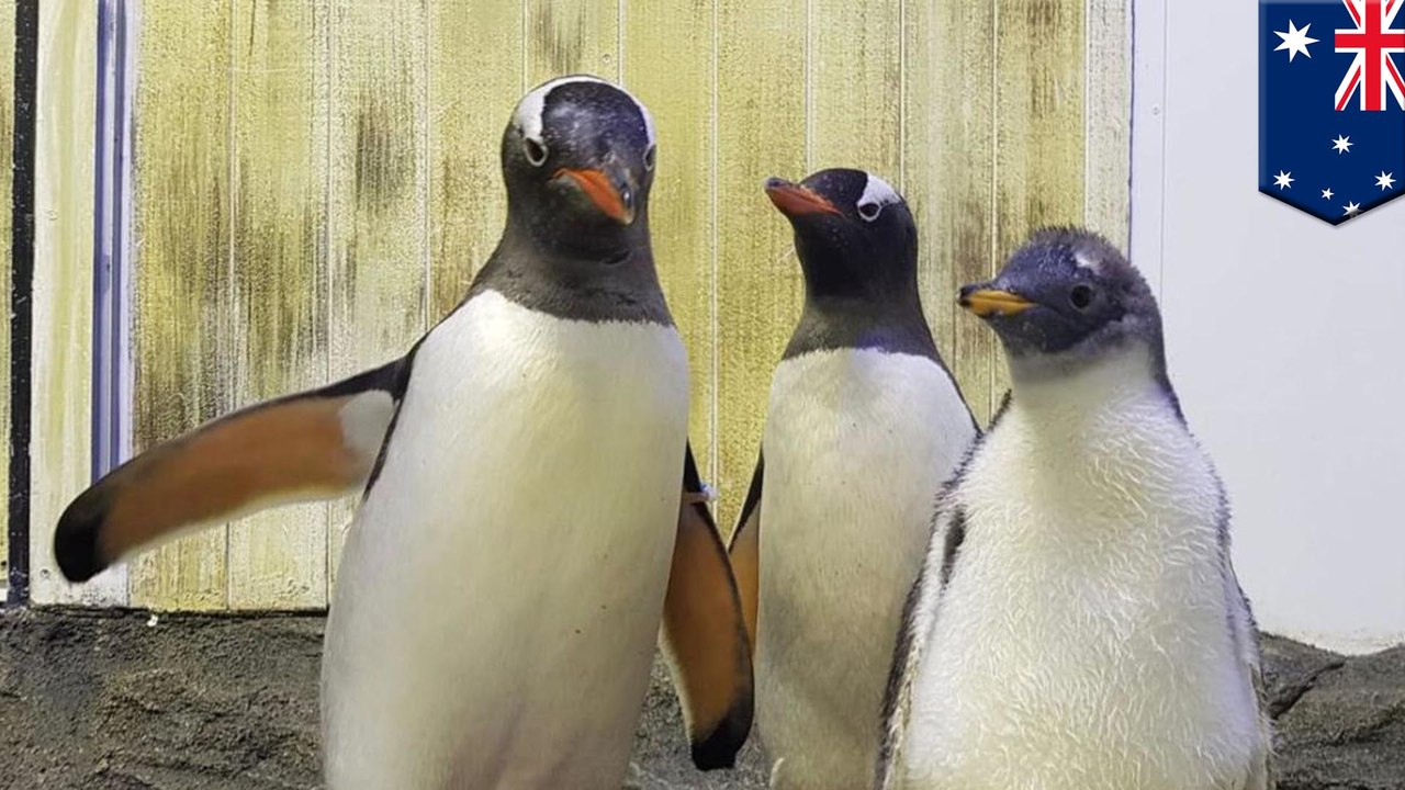 Gender of penguin raised by gay parents revealed in Sydney