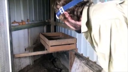 Cranky Eastern Brown Snake Caught in Chicken Coup