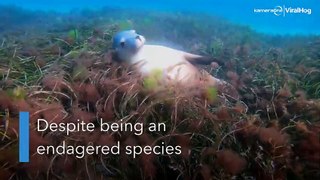 Endangered sea lion says 'hello'
